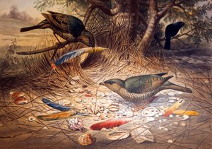 Saten Bowerbird, 1861